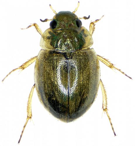 Réf. 194 301 : Laccobius striatulus